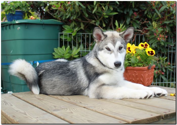 Onn 14 Wochen alt 1.jpg